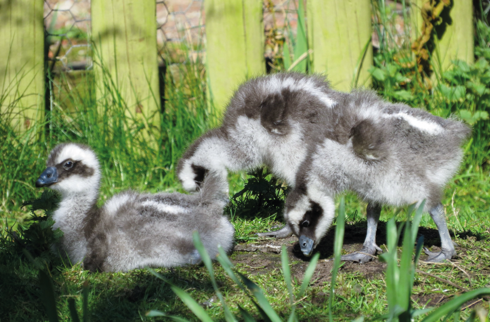 New life at Martin Mere as three cape barren goslings hatch